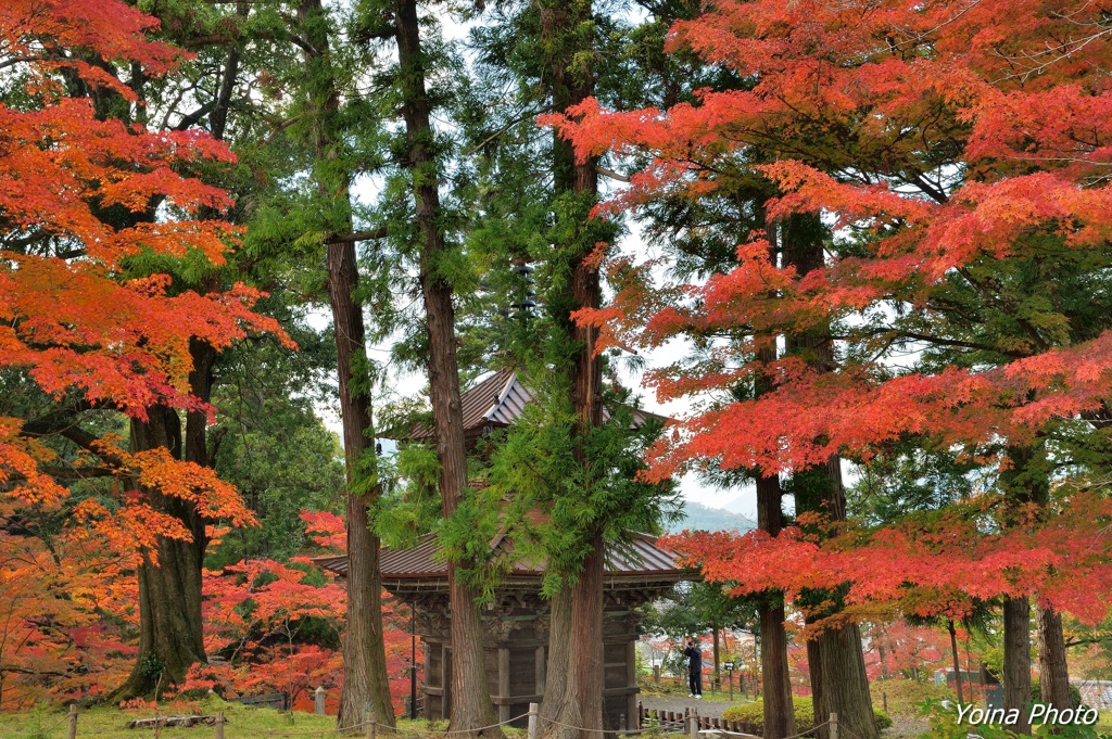 杉と楓と多宝塔