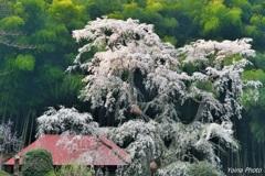 幽玄の桜