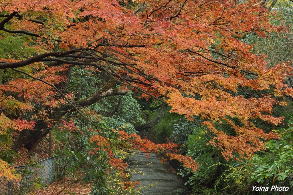 秋時雨の瑠璃光寺橋