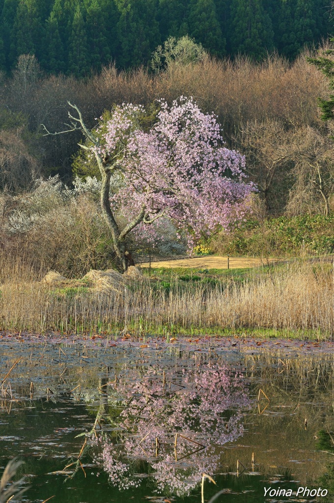 早朝の水鏡