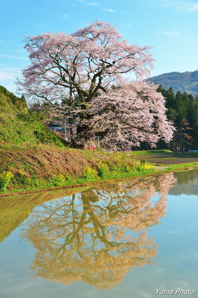 田植え待つ里