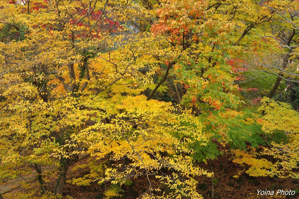 黄葉の森
