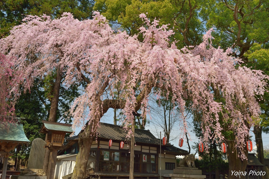 春陽