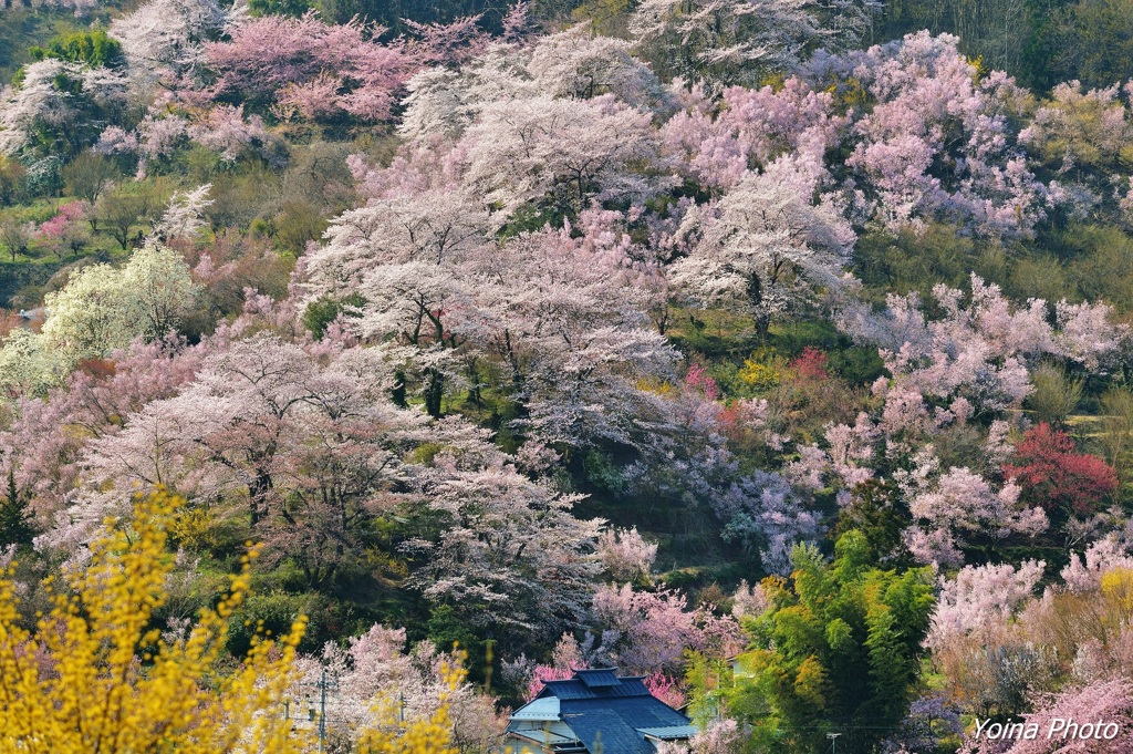 里山笑う