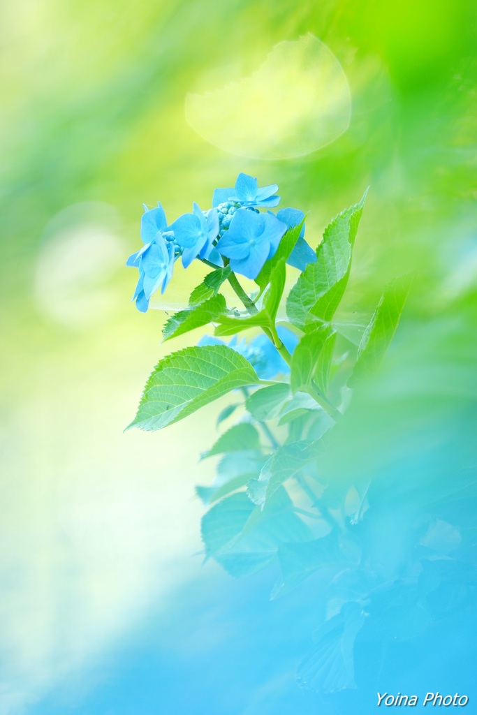 青と緑
