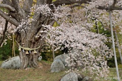 桜思い