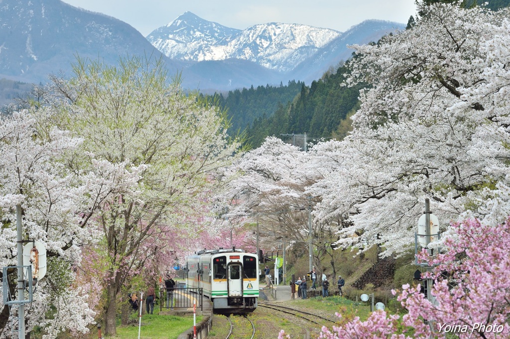 会津桜列車