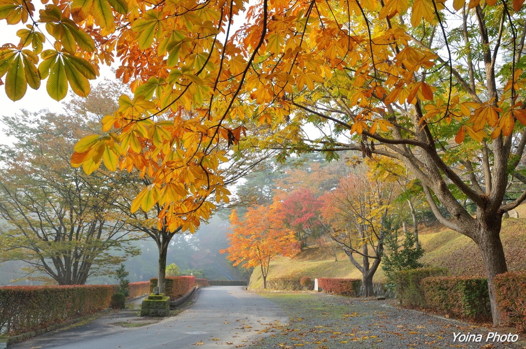 栃の木色づく