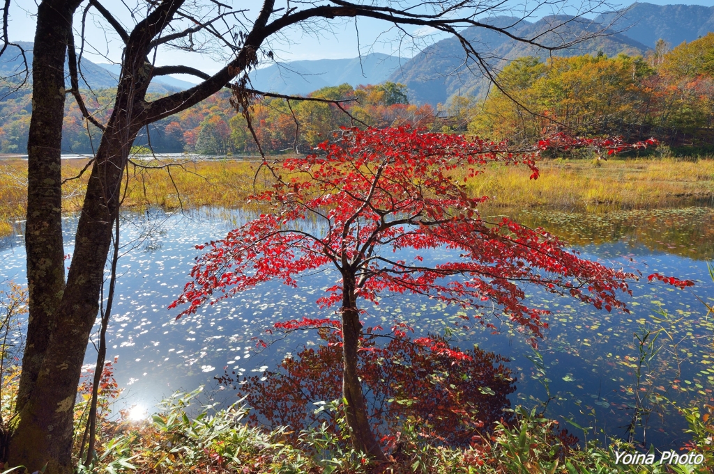 紅い水中花