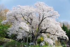 孤高の山桜