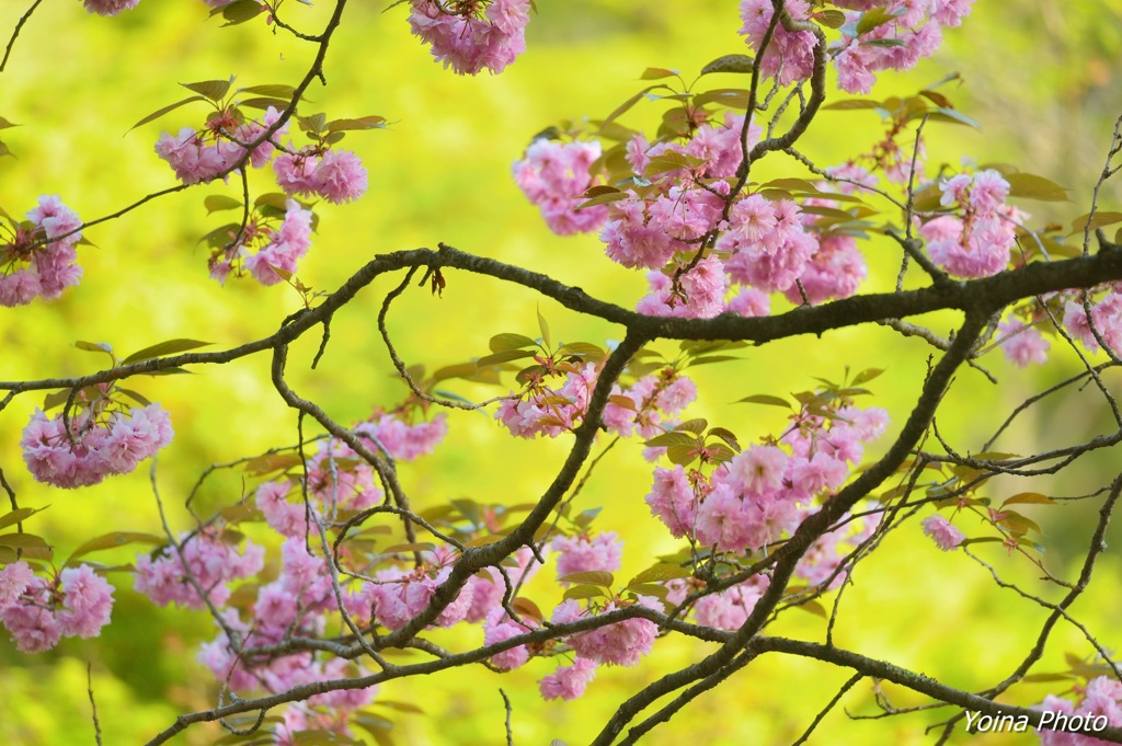名残の桜