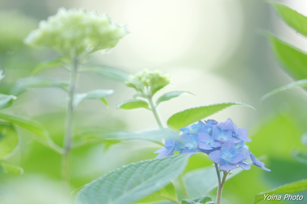 花盗人