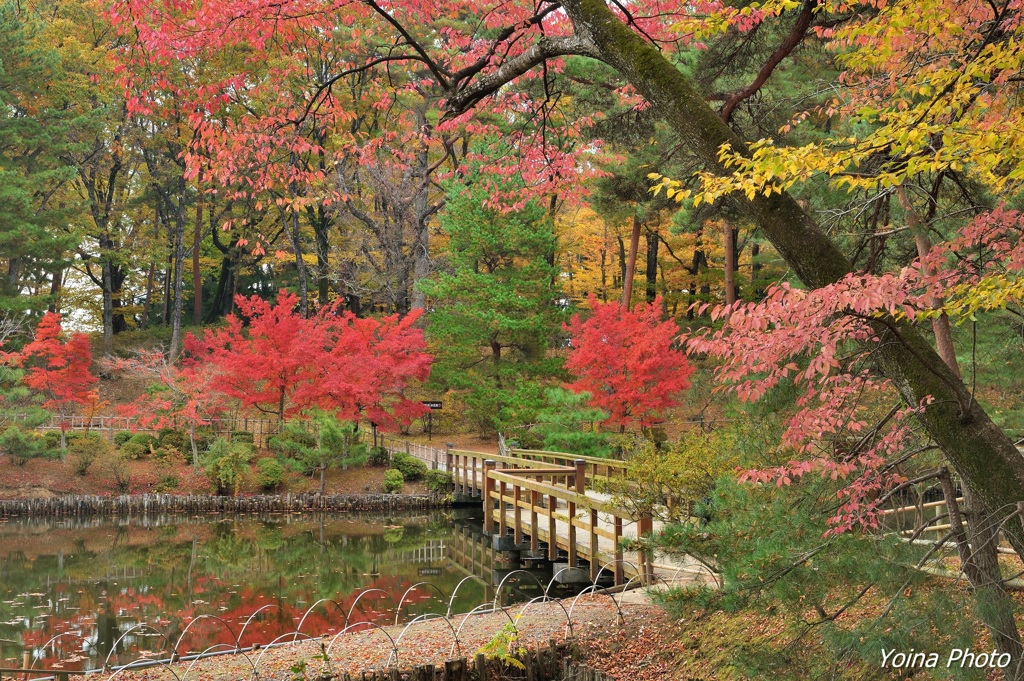 花王橋に紅を添えて