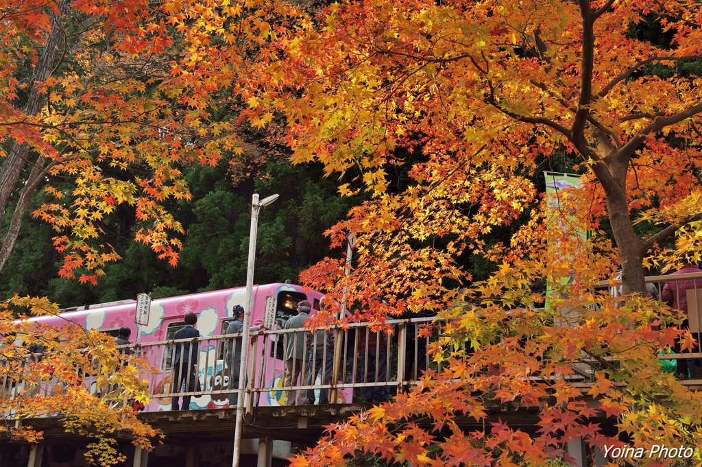 福が満開号 -錦秋編-