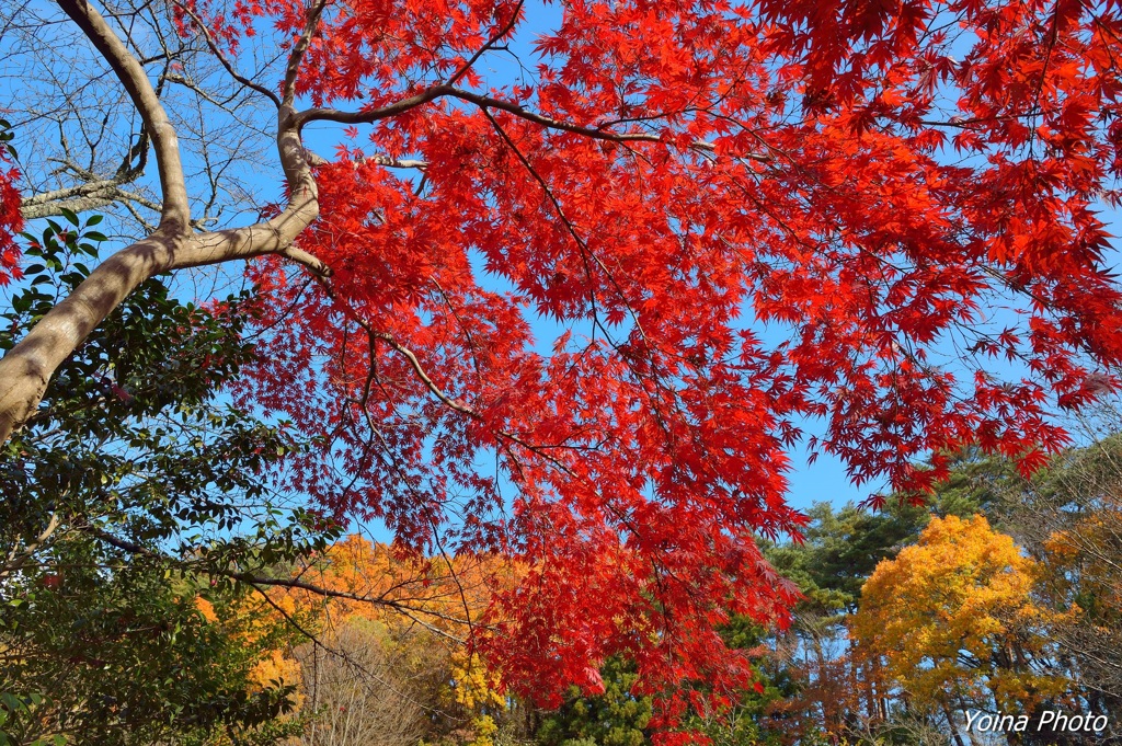 紅彩鮮やか