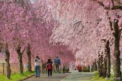 春光の散歩道