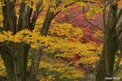 欅と紅葉のハーモニー