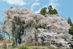 桜の共演