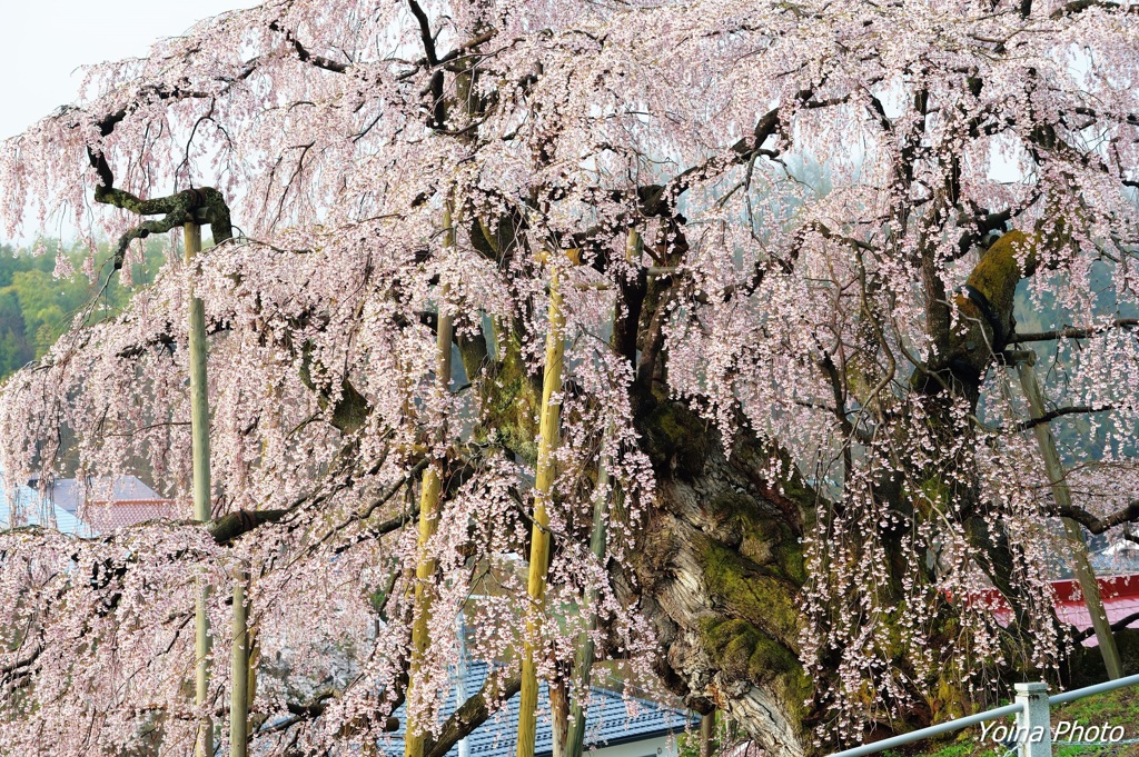 王者の風格