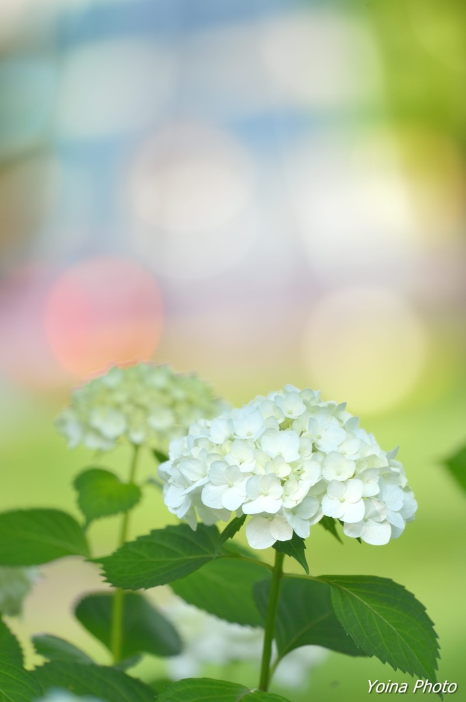 紫陽花夢街道