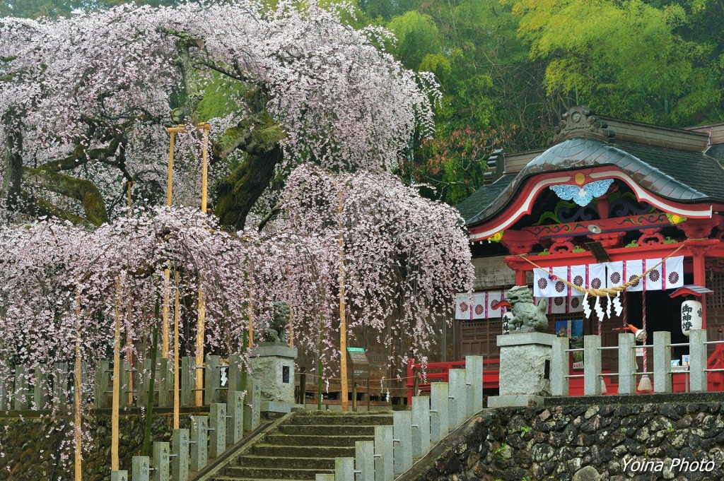 春の夢
