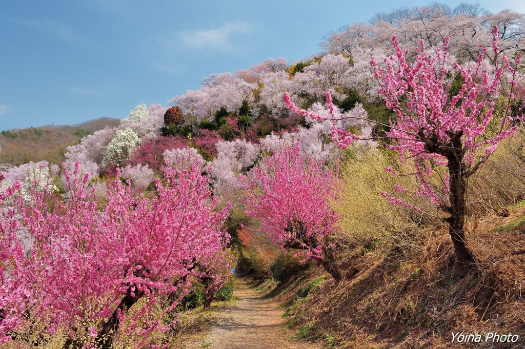 花桃小径