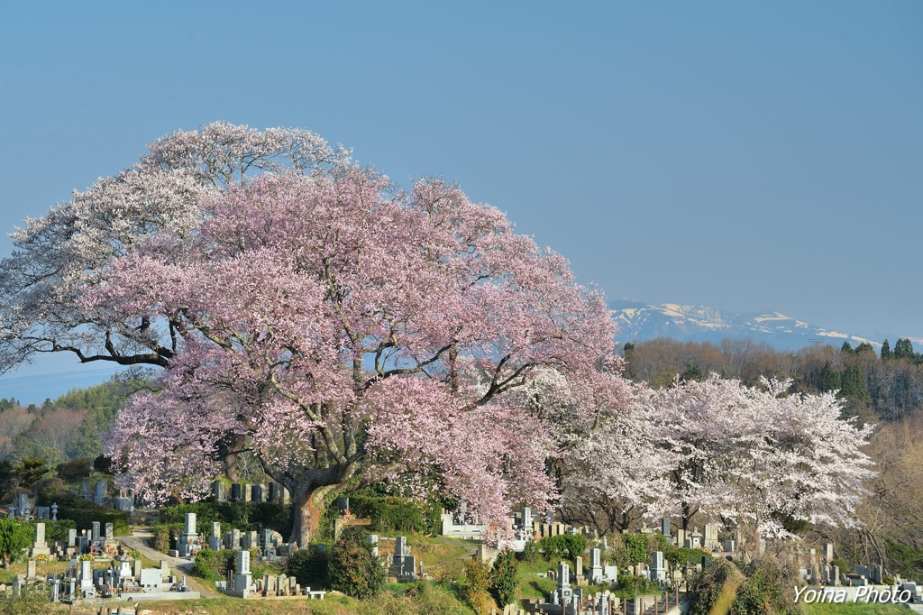 思い