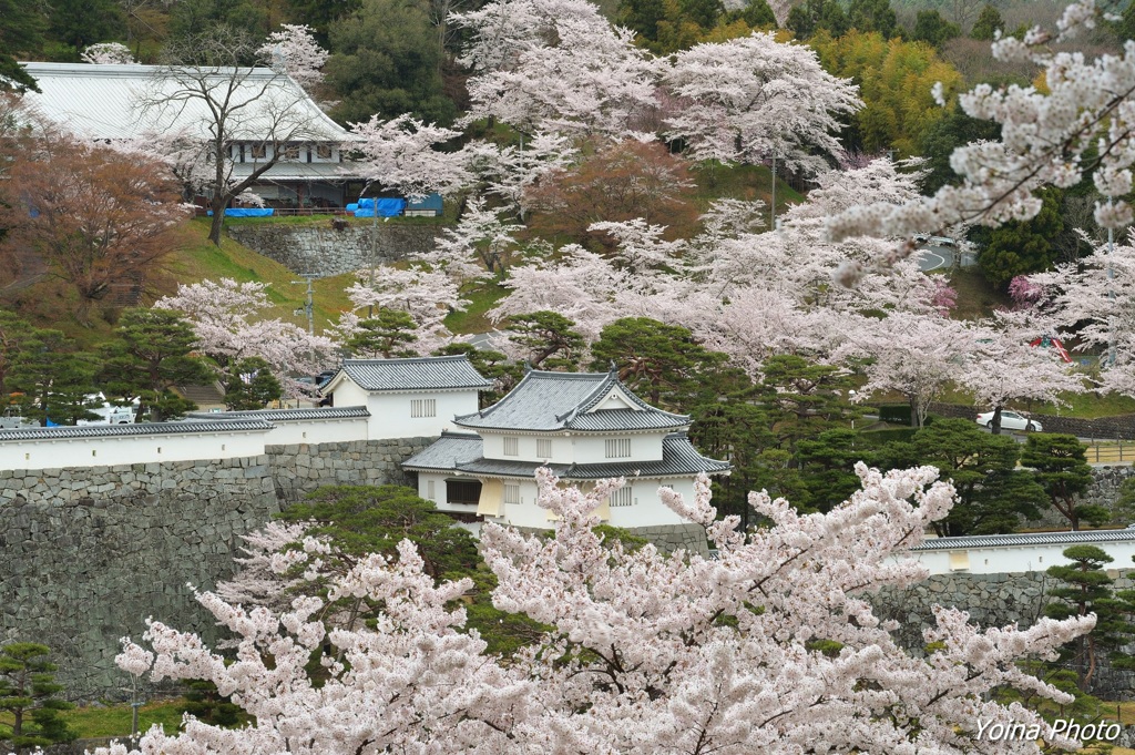 霞ヶ城の春