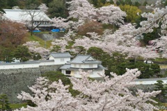 霞ヶ城の春
