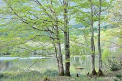 観音沼の芽吹き