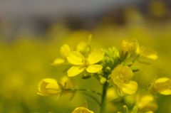 Brassica on mind