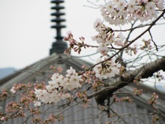 安部文殊院の桜