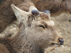 奈良公園の鹿２