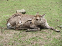 奈良公園の鹿１