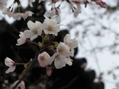 唐招提寺の桜