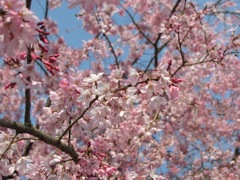 枝垂れ桜