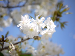 白桜