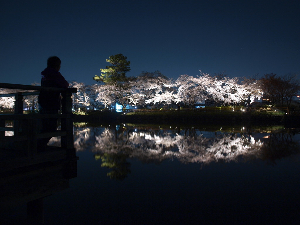 夜桜