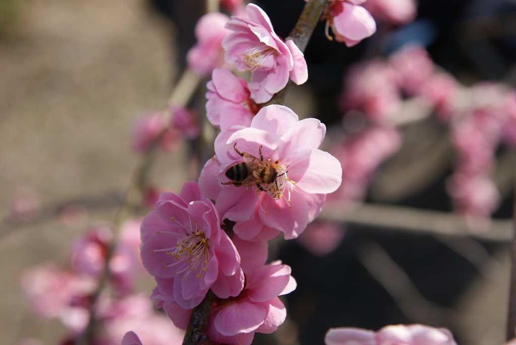 ぶんぶんぶん蜂が飛ぶ