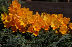 なんて名前の花？