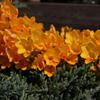 なんて名前の花？