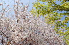 桜と緑葉