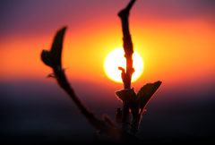 夕焼け色の花