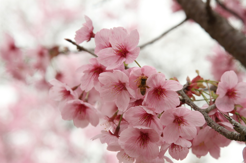 桜