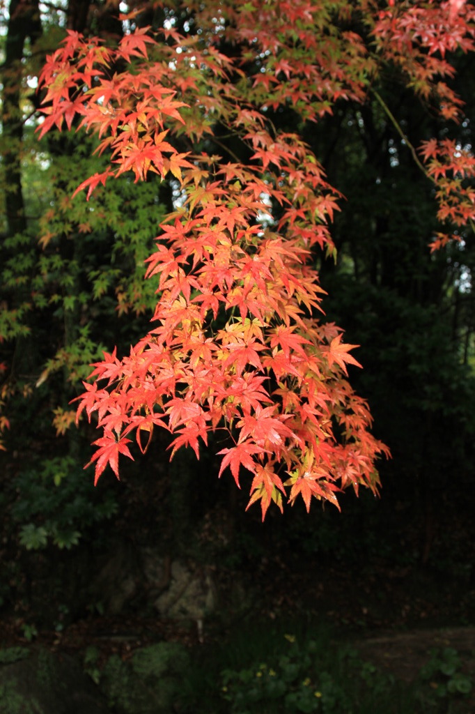 九年庵2010