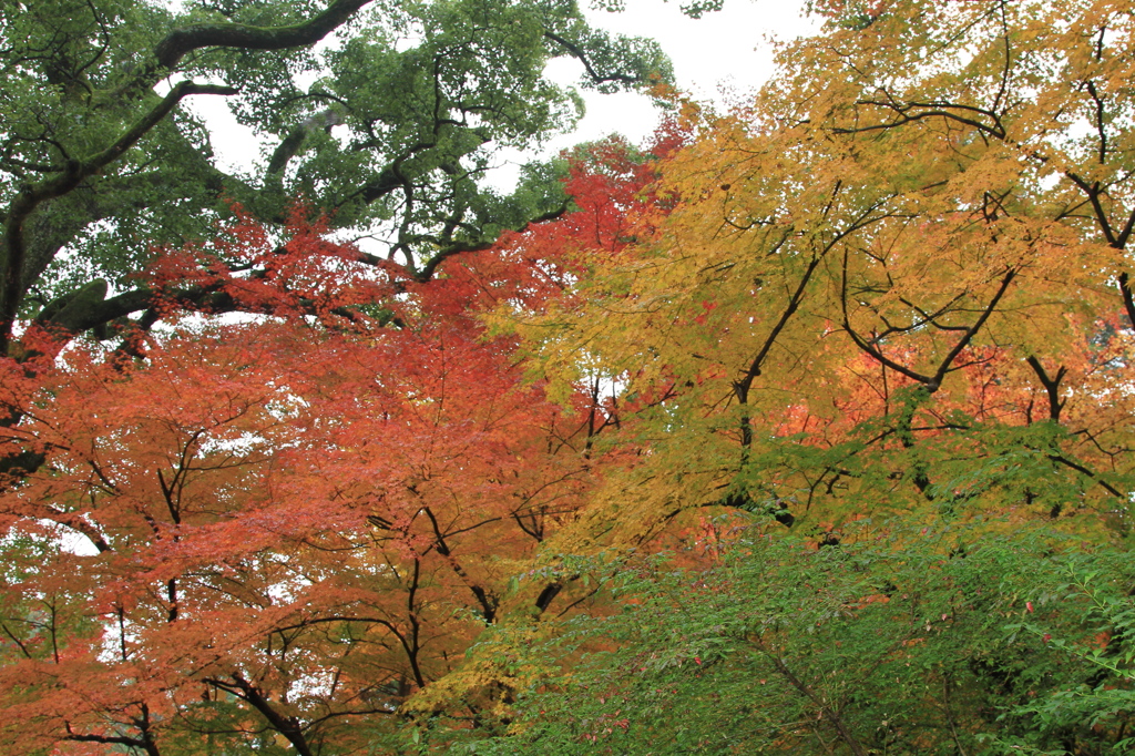 九年庵2010
