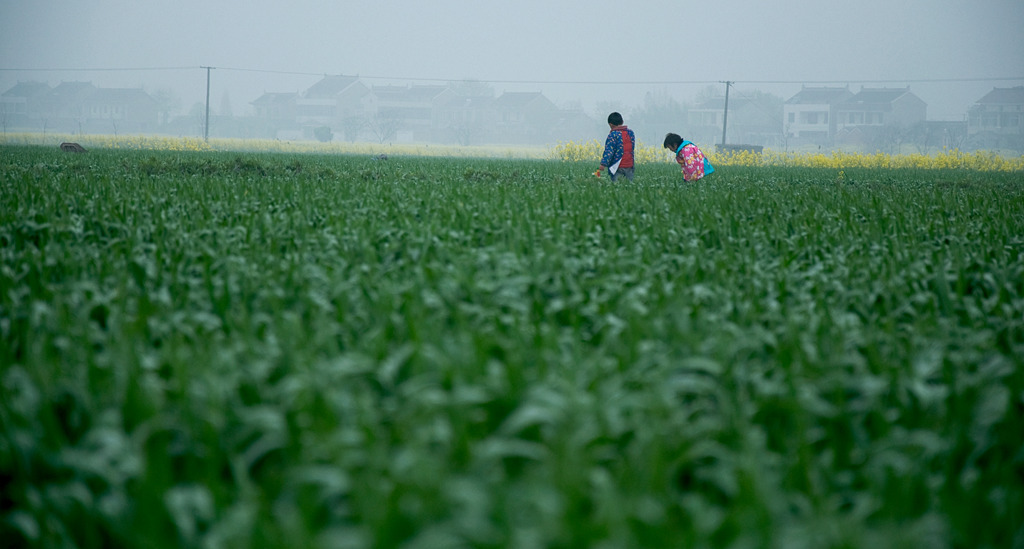 the children in the field