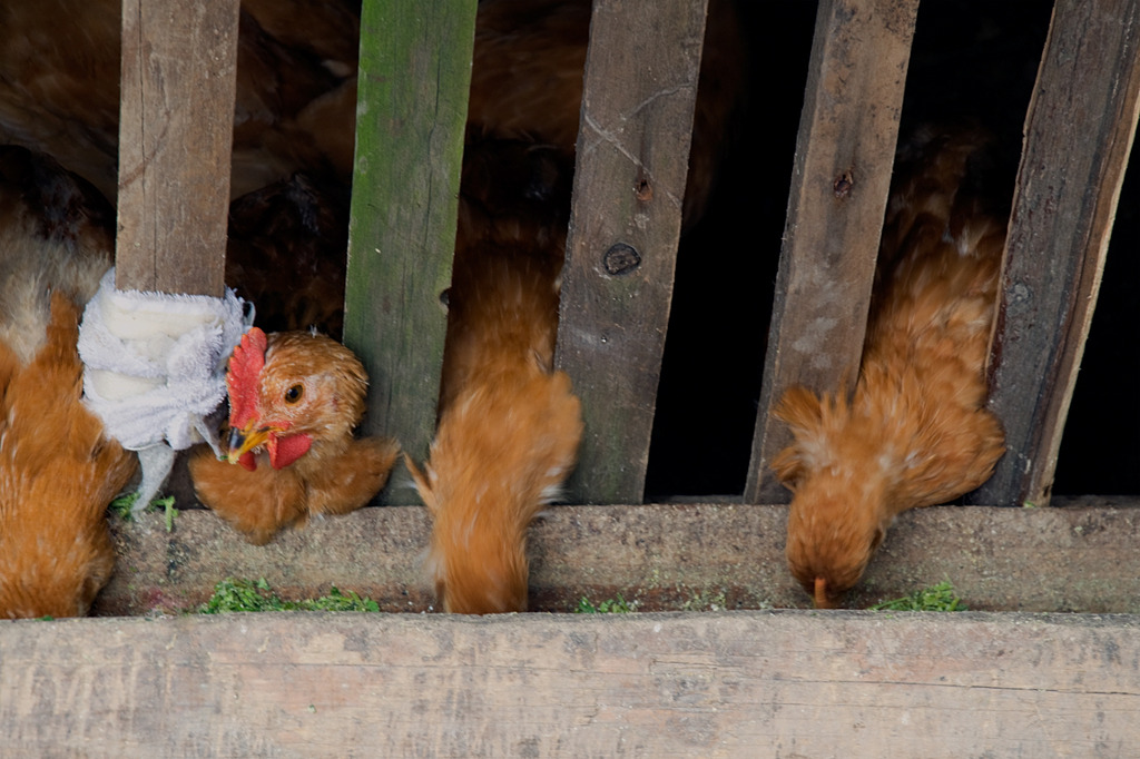 Chicken having lens feeling