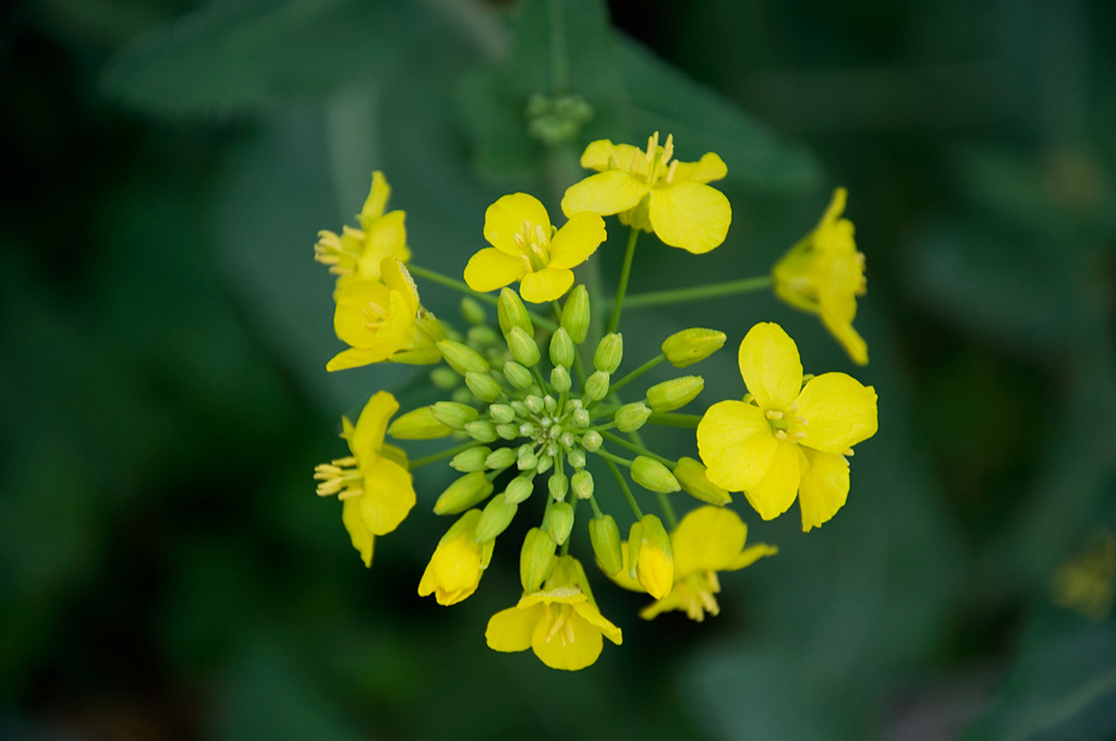 rape flower