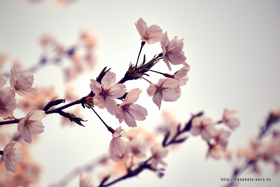 Sakura-Nanjing China